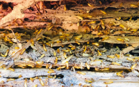 Termite | SMC Pest Management